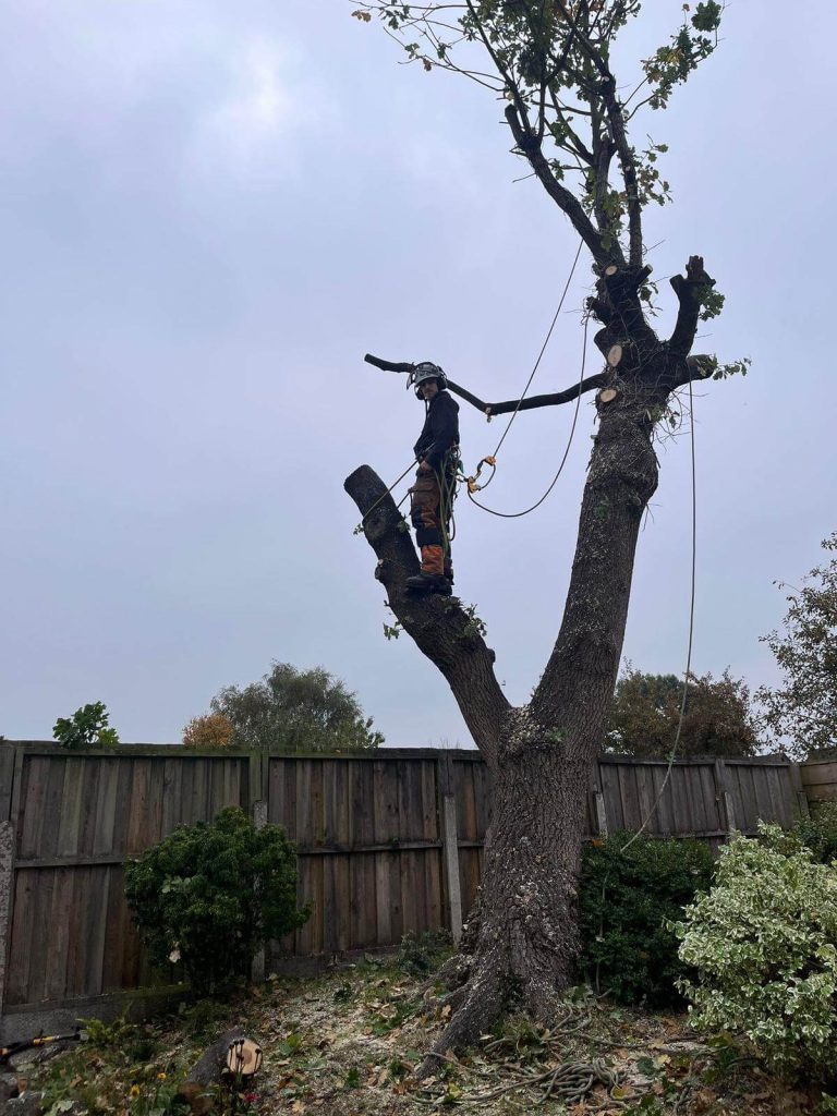 “Tree surgeon safely felling tall tree near overhead power lines”