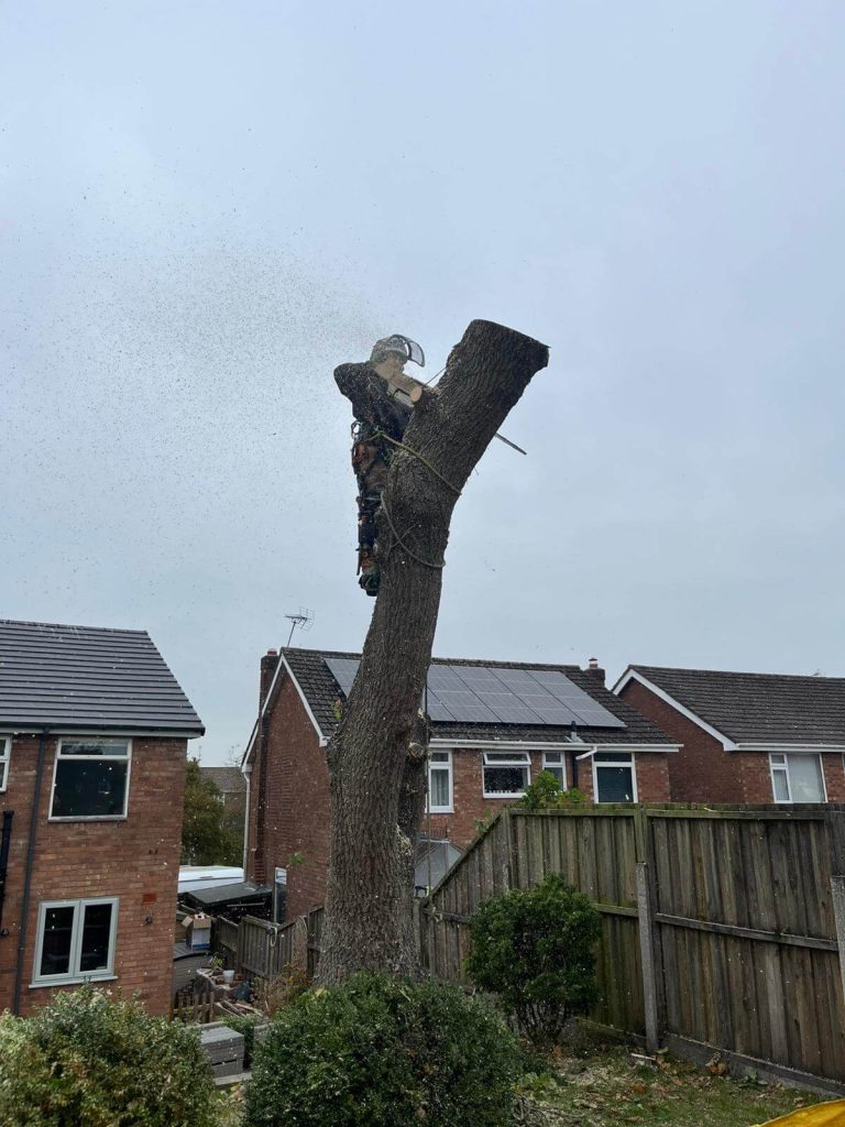 “Tree surgeon safely felling tall tree near overhead power lines”