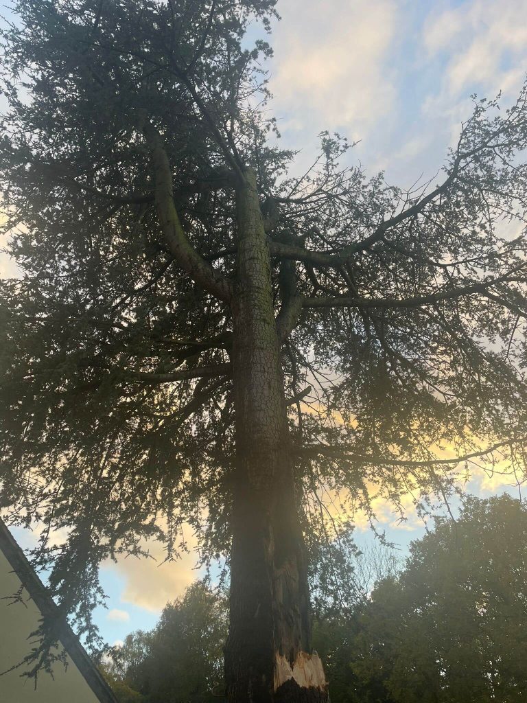 “Arborists working on damaged fir tree after storm”