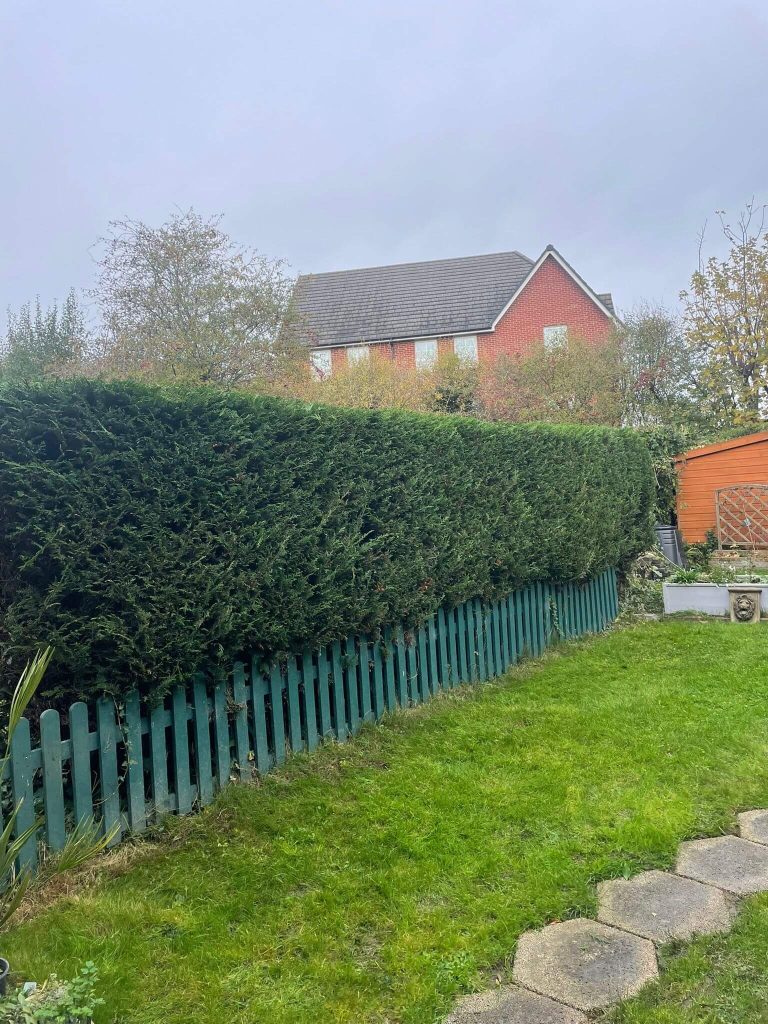 “Neatly trimmed border hedge after professional pruning”