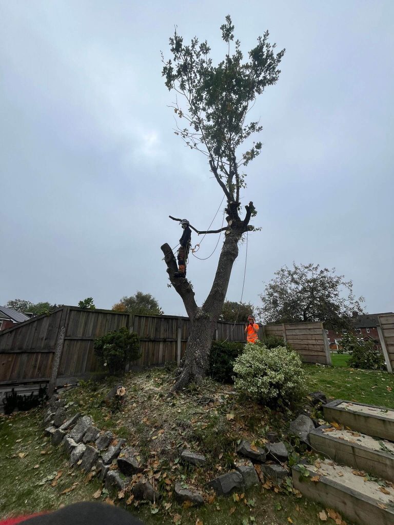 “Professional tree surgeon using chainsaw for safe tree felling”