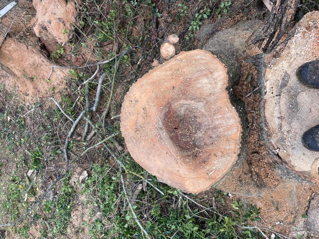 "Tree stump left behind after a tree felling job"