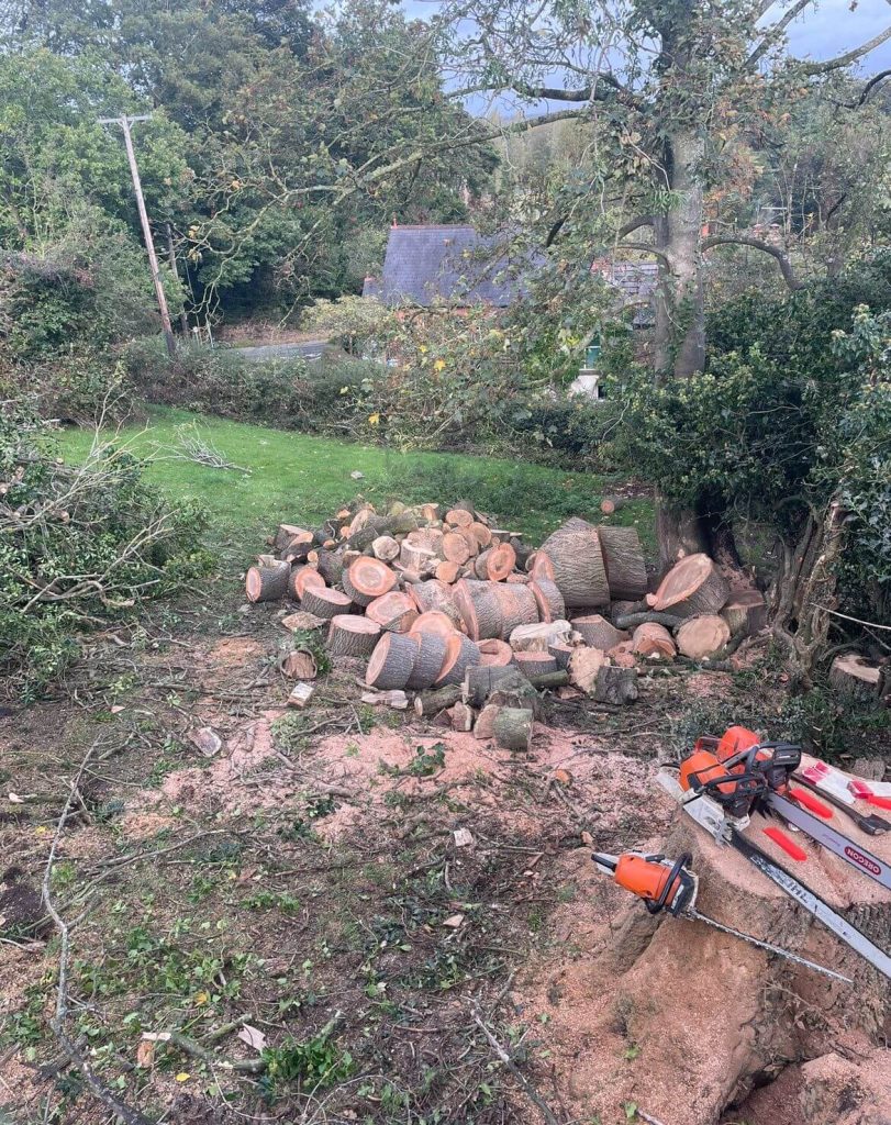 Pile of tree logs from recent tree felling service